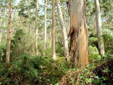 Karri Trees, Shannon State Forrest, Western Australia - 2